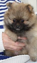 dwergkees/pomeriaan pups met Nederlandse FCI stamboom, Dieren en Toebehoren, 8 tot 15 weken, Meerdere, Meerdere dieren, Nederland
