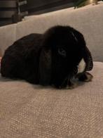 Minilop ram, blauwe ogen, mag gelijk verhuizen, Dieren en Toebehoren, Konijnen, Mannelijk, Dwerg