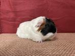 Jonge cavia mag meteen verhuizen, Dieren en Toebehoren, Cavia, Mannelijk, November, Tam