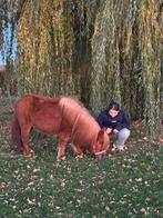 🩷🌸Super super lieve grote shet🩷🫶vos!, Merrie, Gechipt, Zadelmak, A pony (tot 1.17m)