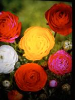 Ranunculus gemengd  Ranonkels bolmaat 4/5  (50 voor 6 euro), Tuin en Terras, Bloembollen en Zaden, Ophalen of Verzenden, Voorjaar