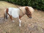 Shetlander en Tinker te koop., Niet van toepassing, A pony (tot 1.17m), 7 tot 10 jaar, Meerdere dieren