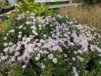 Herfstaster Blauw/Paars in P9, Tuin en Terras, Planten | Tuinplanten, Volle zon, Vaste plant, Herfst, Ophalen