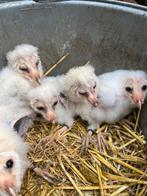 Nog 6 jonge kerkuilen tekoop, Dieren en Toebehoren, Vogels | Overige Vogels, Geslacht onbekend, Roofvogel, Geringd