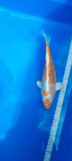 Kikucuri, Dieren en Toebehoren, Karper of Koi