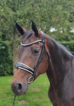 8 jarige dressuur merrie, Merrie, Gechipt, M, Dressuurpaard