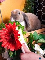 Lieve gesocialiseerde dwerg REX hangoor ARIEL, Mannelijk, Dwerg, Hangoor, 0 tot 2 jaar