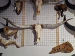 Longhoorn schedels - Decoratie - Dieren schedels, Huis en Inrichting, Nieuw, Ophalen of Verzenden