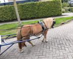 ** Super brave Shetlander Merrie **, Dieren en Toebehoren, Pony's, Merrie, A pony (tot 1.17m)
