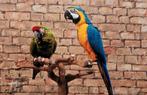 Prachtig ara koppel, Dieren en Toebehoren, Vogels | Parkieten en Papegaaien, Meerdere dieren, Papegaai, Tam