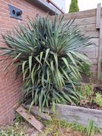 Yucca gloriosa, Ophalen, Zomer, Overige soorten, Volle zon
