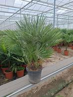 Chamaerops Humulis palm (winterhard-15), 100 tot 250 cm, Zomer, Palmboom, Ophalen