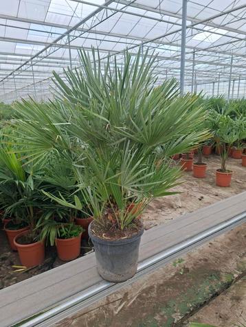 Chamaerops Humulis palm (winterhard-15) beschikbaar voor biedingen