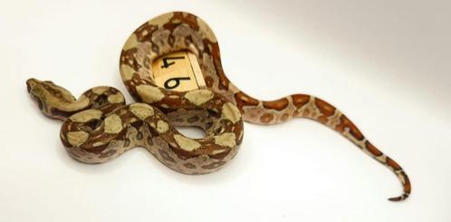 Boa imperator Hypo (66% Moonglow leopard) man, Dieren en Toebehoren, Reptielen en Amfibieën, Slang, 0 tot 2 jaar