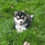 F3 Pomsky pups (mini-husky), Dieren en Toebehoren, Honden | Poolhonden, Keeshonden en Oertypen, België, Fokker | Hobbymatig, Rabiës (hondsdolheid)