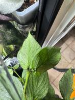 Hoya polyneura broget (zilver), Verzenden, Volle zon, Minder dan 100 cm