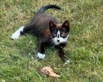 Kitten (boederijpoes), Dieren en Toebehoren, Katten en Kittens | Overige Katten, Poes, 0 tot 2 jaar
