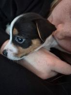 Nog 1 mooi Jack Russell Reutje beschikbaar🥰, Jack Russell Terriër, CDV (hondenziekte), 8 tot 15 weken, Meerdere