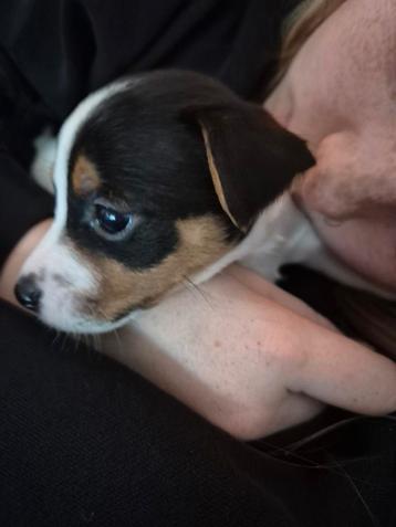 Nog 1 mooi Jack Russell Reutje beschikbaar🥰 beschikbaar voor biedingen