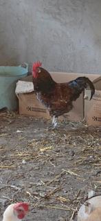 Zweedse bloemenkip hanen te koop, Dieren en Toebehoren, Mannelijk, Kip