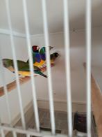 Laatste 2 gouldamadines te koop., Dieren en Toebehoren, Vogels | Overige Vogels, Meerdere dieren