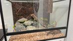 Terrarium, Dieren en Toebehoren, Reptielen en Amfibieën | Toebehoren, Ophalen, Zo goed als nieuw, Terrarium of Paludarium