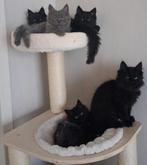 Gezocht liefdevol thuis voor deze 5 langharige pluisjes, Dieren en Toebehoren, Katten en Kittens | Raskatten | Langhaar, Meerdere dieren