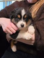 Australian Shepherd puppy's (zie foto's), Dieren en Toebehoren, Parvo, 8 tot 15 weken, Meerdere, Meerdere dieren