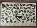 Zangvogels, Antiek en Kunst, Antiek | Schoolplaten, Ophalen of Verzenden, Natuur en Biologie