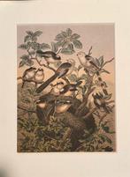 Lithografie staartmezen 1868 “ das buch der welts”, Ophalen of Verzenden