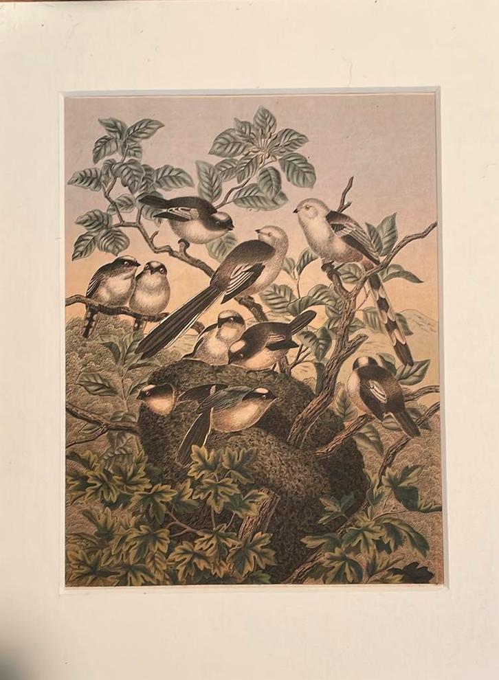 Lithografie staartmezen 1868 “ das buch der welts”, Antiek en Kunst, Kunst | Litho's en Zeefdrukken, Ophalen of Verzenden