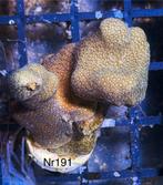 Porites koraal re koop, Ophalen of Verzenden, Nieuw, Gevuld zeewateraquarium