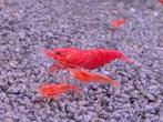 Bloody Mary Neo caridina garnalen, Dieren en Toebehoren, Kreeft, Krab of Garnaal