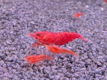 Bloody Mary Neo caridina garnalen  beschikbaar voor biedingen