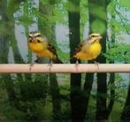 Mozambiquesijzen diverse koppels (2025), Dieren en Toebehoren, Meerdere dieren