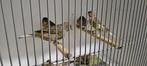 Timbrado mannen van 2025, Dieren en Toebehoren, Vogels | Kanaries, Mannelijk, Zangkanarie