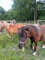 Shetlander te koop merrie pony, Merrie, 0 tot 2 jaar, A pony (tot 1.17m), Recreatiepony