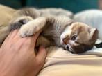 British fold shorthair kitten, Dieren en Toebehoren, Katten en Kittens | Raskatten | Korthaar, Kater, Ontwormd, 0 tot 2 jaar