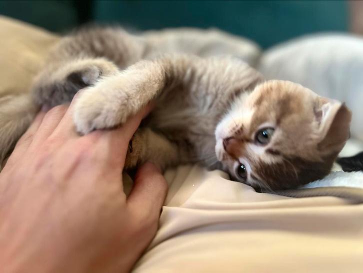 British fold shorthair kittens, Dieren en Toebehoren, Katten en Kittens | Raskatten | Korthaar, Kater, 0 tot 2 jaar, Ontwormd