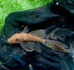 Algeneter Ancistrus L144 super red Longfin en shortfin, Dieren en Toebehoren, Vissen | Aquariumvissen, Vis