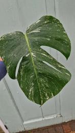 Monstera variegata stek 3, Ophalen of Verzenden, Overige soorten, Minder dan 100 cm