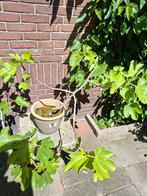Volwassen vijg, Tuin en Terras, Planten | Fruitbomen, Ophalen, In pot, Vijgenboom