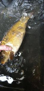 GHOST KOI  30 CM RUIM, Dieren en Toebehoren, Vissen | Vijvervissen, Karper of Koi