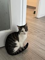 Lieve poesje van 7 maanden, Dieren en Toebehoren, Katten en Kittens | Overige Katten, Poes, Kortharig, 0 tot 2 jaar