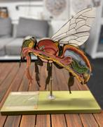 Somso anatomisch model anatomie bij werkbij Apis Melifera, Antiek en Kunst, Ophalen of Verzenden