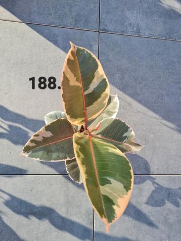 Ficus elastica Tineke, rubberboom  beschikbaar voor biedingen