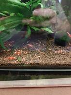 Tekoop jonge crystal red garnalen, Dieren en Toebehoren, Vissen | Aquariumvissen