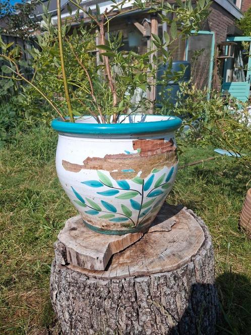Amerikaanse bosbes in mediterraanse pot beschadigd., Tuin en Terras, Bloembakken en Plantenbakken, Gebruikt, Steen, Minder dan 60 cm