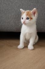 Super lieve aanhankelijke kittens, Poes, Ontwormd, 0 tot 2 jaar