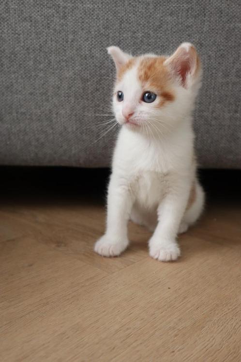 Super lieve aanhankelijke kittens, Dieren en Toebehoren, Katten en Kittens | Raskatten | Korthaar, Poes, 0 tot 2 jaar, Ontwormd